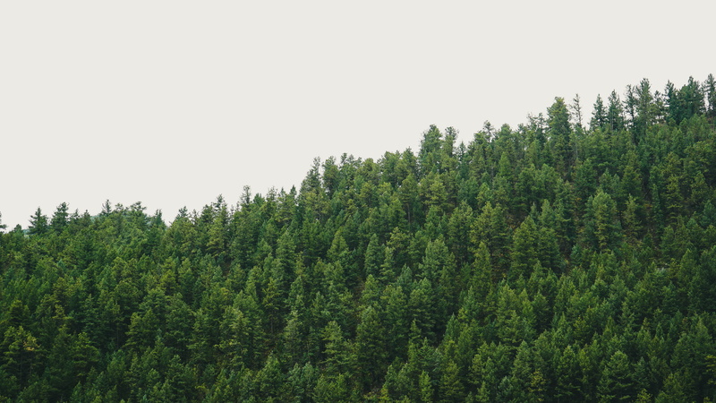 lush foliage, empty space, clear sky, coniferous tree, minimalistic, no people, beauty in nature, evergreen tree, green, fir tree, land, tranquil scene