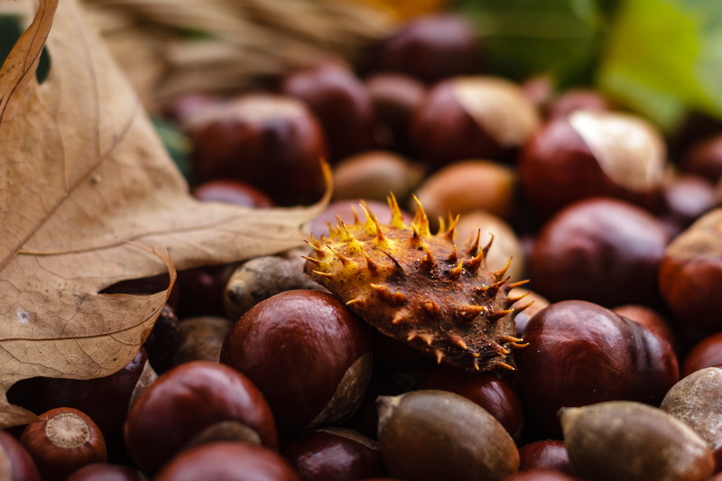 fruit, ripe, aesculus, shiny, yellow, autumn fruit, freshness, natural condition, large group of objects, onion, healthy eating, vegetable, sleeve, chestnut