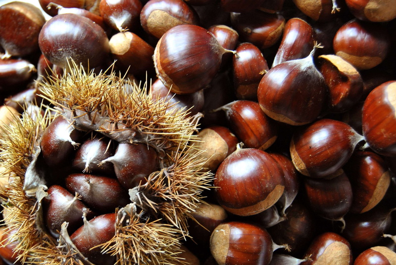food and drink, indoors, high angle view, day, large group of objects, nut, still life, healthy eating, 2K, nut - food, chestnut, chestnut - food, brown