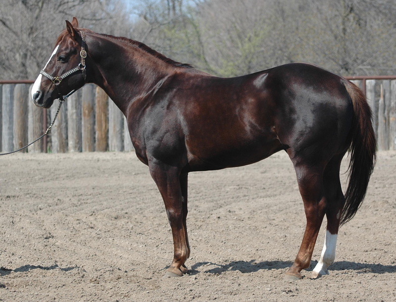 quarter, horse, lovely, chestnut, cawhorse, awsome, liver, sweet, white, 1080P, animals