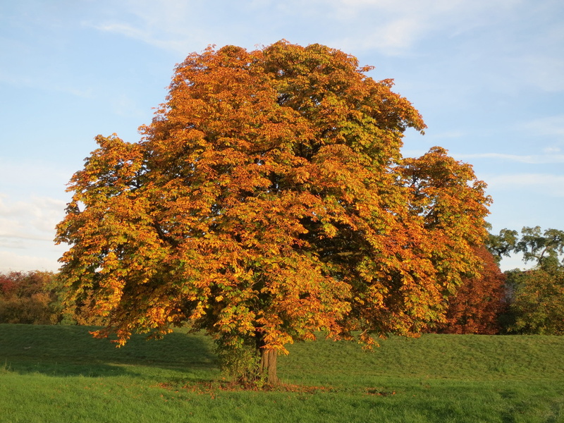 horse chestnut, foliage, season, land, beauty in nature, field, 2K, hippocastanum, change, outdoors, Fall, environment, golden, hippocastanceae, Orange
