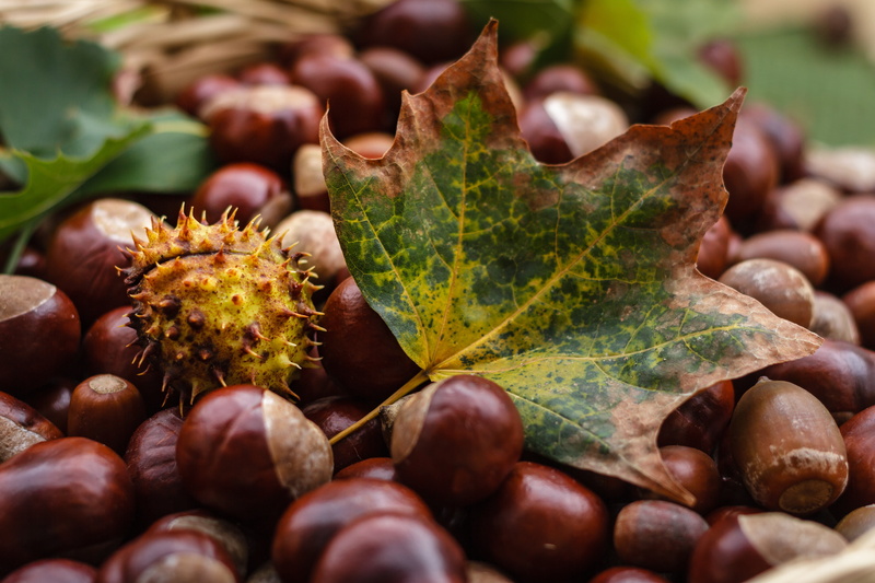 sting, castanea, outdoors, ripe, tree fruit, day, plant, 5K, food and drink, shiny, selective focus, large group of objects, withered, autumn fruit, nature