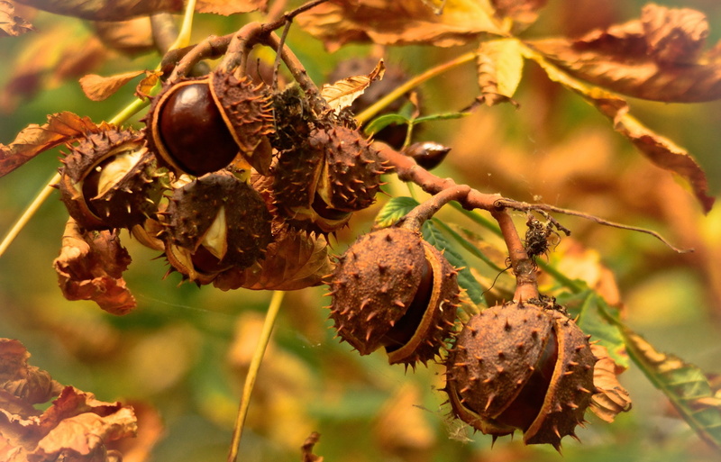 2K, Autumn, chestnuts, Nature