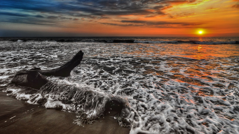water, 1080P, beach, nature, sun, scenics - nature, land, beauty in nature, sea, motion, sunset, flowing water, outdoors, no people, animal, wave, horizon over water