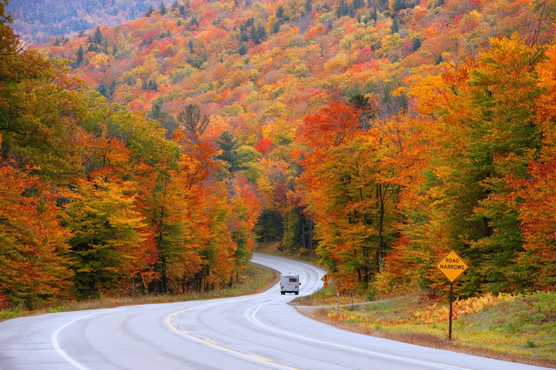 forest, transportation, the way forward, outdoors, change, non-urban scene, autumn, no people, land, plant, beauty in nature, winding road, tree, country road
