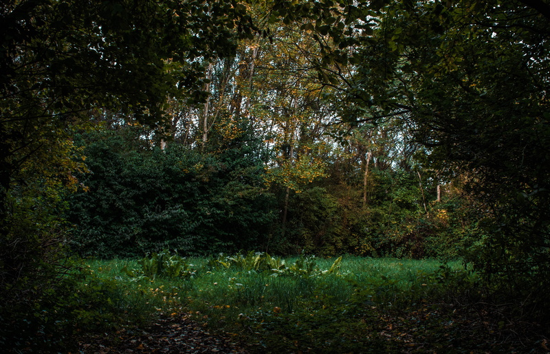 scenics - nature, tranquil scene, backgrounds, beauty in nature, united kingdom, woodland, desktops, manchester, green color, lush foliage, phone, forestery