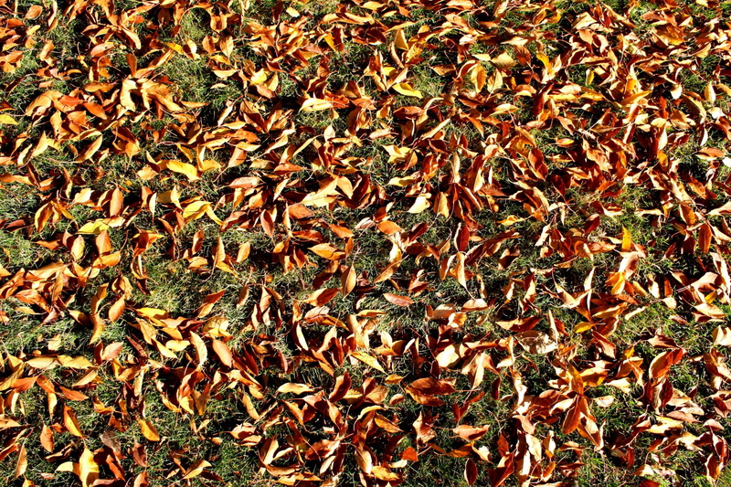1080P, natural condition, no people, beauty in nature, high angle view, growth, plant, leaf, tranquility, day, leaves, abundance, change, outdoors, plant part