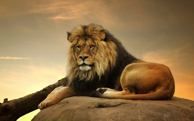 relaxation, animal themes, 1080P, lion screensavers backgrounds, animals in the wild, feline, sitting, rock - object, rock, nature, sky, lion - feline