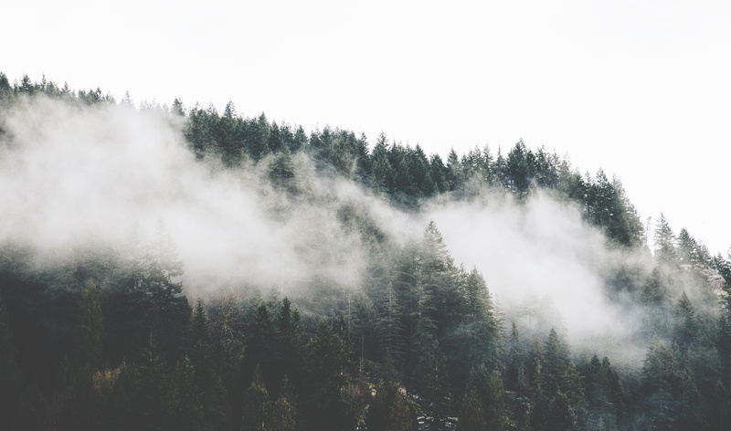 tree, landscape, smoke, daytime, woodland, non-urban scene, scenics - nature, growth, pine, pine Tree, cloudy, fir Tree, clouds, treeline, tranquility