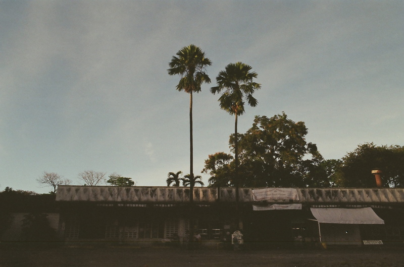 tree, nature, palm tree, tropical climate, day, coconut palm tree, building exterior, tropical, analog, building, cloud - sky, park, 35mm, university of the philippines