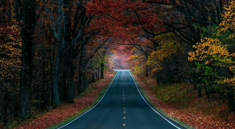 tranquility, woodland, street, outdoors, tree, road, tree trunk, forest, beauty in nature, change, land, diminishing perspective, transportation, 1080P