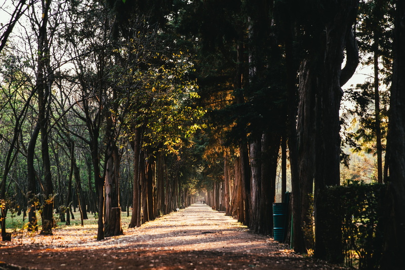trunk, tranquil scene, footpath, Path, Nature and Landscapes, the way forward, treelined, Seasons, direction, road, no people, photo, Leaves, Walk, Fall