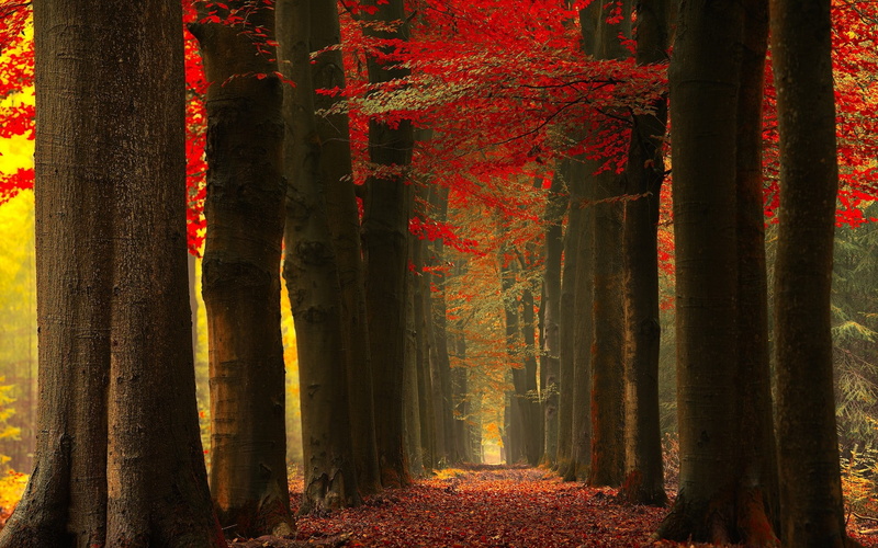 plant, change, treelined, 1080P, tree trunk, tree, trunk, no people, red, autumn, path, land, multi colored, beauty in nature, mist, fall, landscape, nature