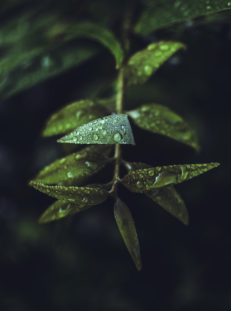 close-up, leaf, nature, day, growth, freshness, green, fragility, plant part, flower, 4K, herbage, water, purity, greeny, focus on foreground, texture