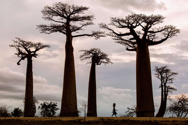 Africa, baobab trees, 1080P, baobabs, nature, plants, trees