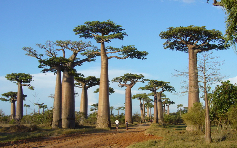 2K, nature, tree, non-urban scene, outdoors, beauty in nature, tranquility, sky, scenics - nature, growth, architectural column, trunk, land, africa trees baobabs nature