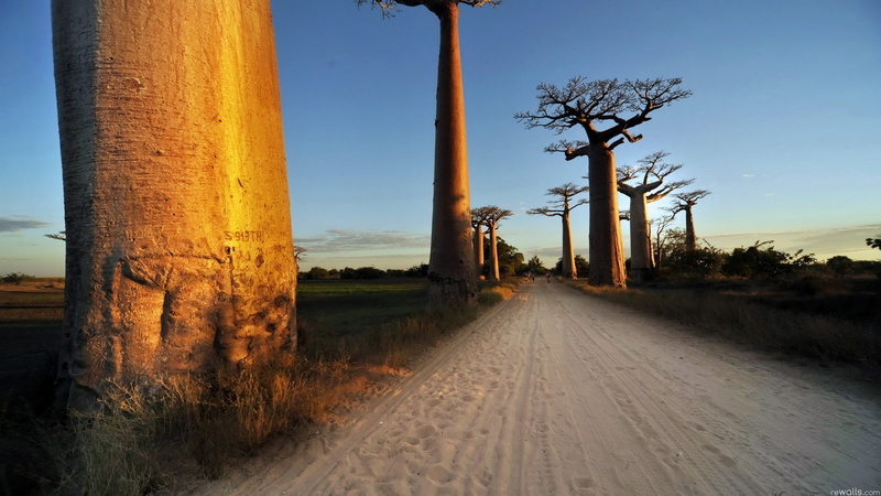 1080P, nature, baobabs