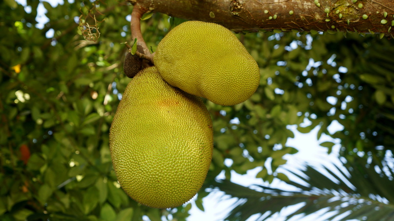freshness, yellow, fruit, low angle view, jackfruit, 4K, tree, animals in the wild, hanging, one animal, close-up, beauty in nature, animal themes, outdoors