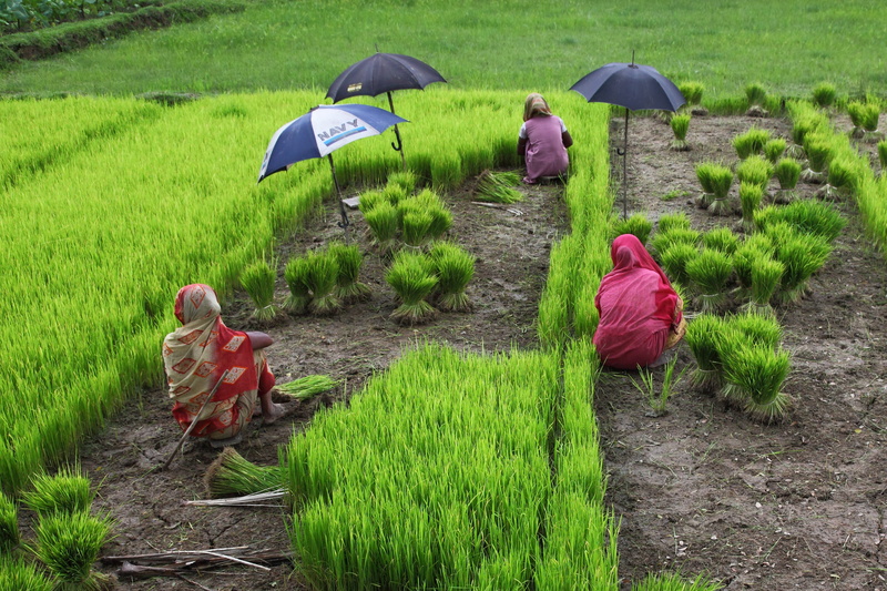 land, 4K, men, agriculture, landscape, adult, outdoors, nature, occupation, growth, day, group of people, people, bangladesh, field, rice, farm, farmer
