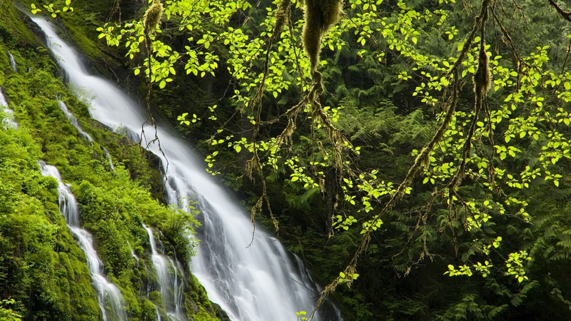 flowing, long exposure, rainforest, power in nature, non-urban scene, day, falling water, land, plant, green color, 1080P, waterfall, tree, scenics - nature