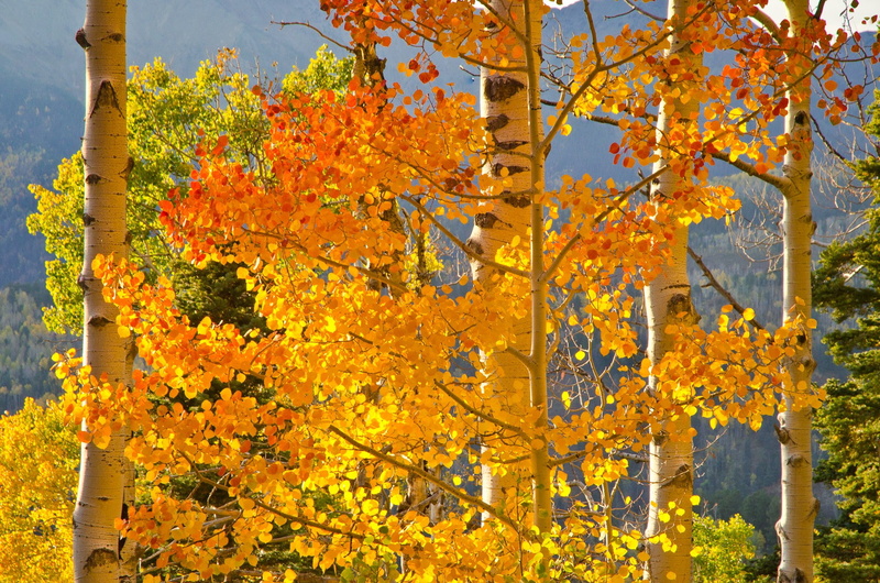 branch, building exterior, beauty in nature, plant, outdoors, plant part, 1080P, autumn collection, autumn, no people, tree, nature, change, leaf, day