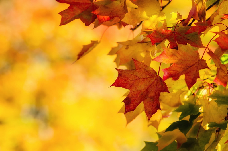 autumn, branch, autumn collection, nature, leaf, focus on foreground, fall computer backgrounds, fall, 1080P, plant, no people, outdoors, yellow, plant part