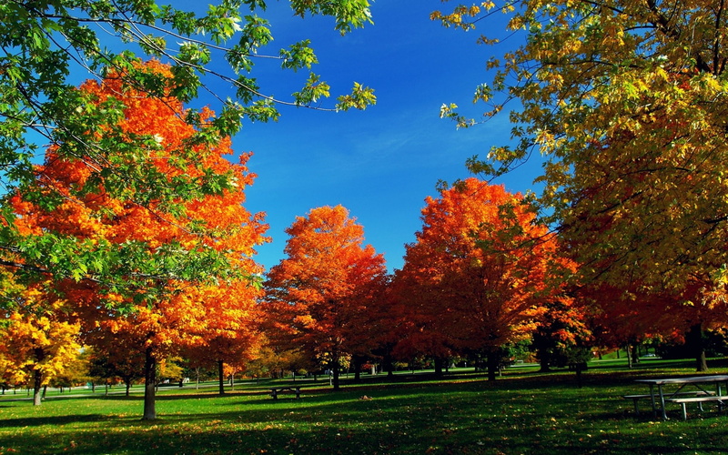 plant, change, autumn collection, growth, grass, outdoors, park - man made space, beauty in nature, no people, nature, park, 1080P, sky, tranquil scene