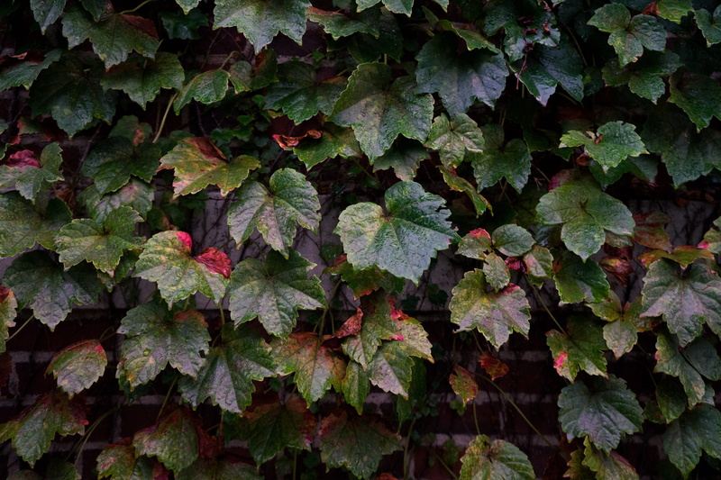 directly above, high angle view, drops, wall, day, full frame, land, tranquility, united states, close-up, texture, beauty in nature, leaves, ivy, brick