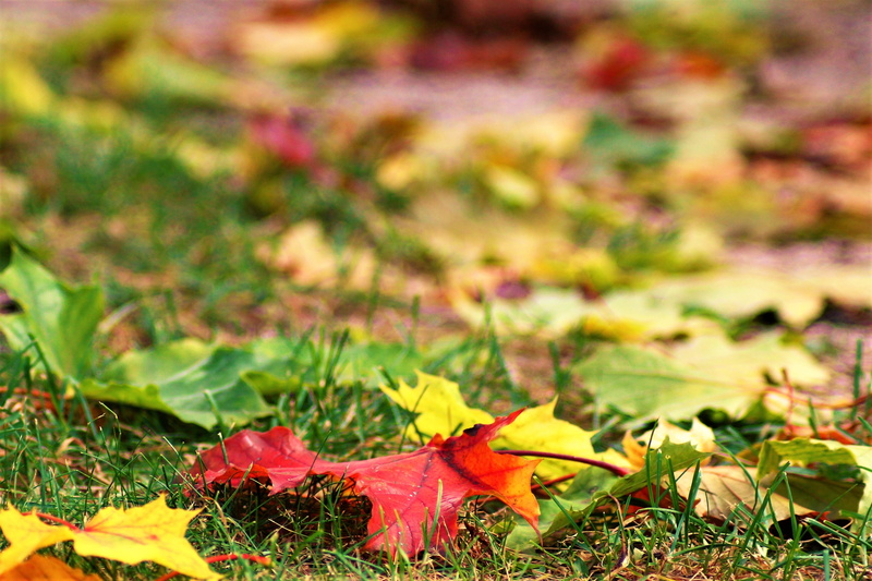 leaves, background, green color, autumn, grass, green, 4K, fall foliage, colored leaves, close-up, nature, multi colored, day, discoloration, maple leaf