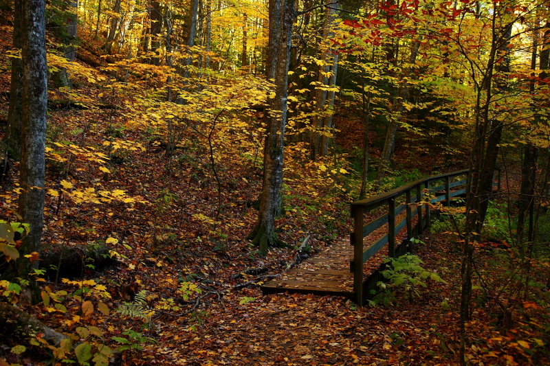 scenics - nature, land, 1080P, forest, change, autumn collection, tranquility, non-urban scene, tree trunk, leaves, autumn, growth, leaf, beauty in nature