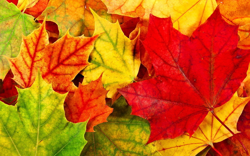 leaf vein, natural pattern, day, fragility, yellow, nature, leaf, red, maple leaf, fall computer  backgrounds, no people, fall, change, plant, backgrounds