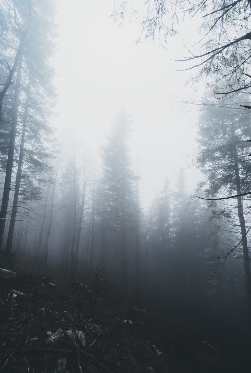 day, sky, dark, woodland, foggy, misty, growth, tranquil scene, fog, plant, outdoors, land, 5K, hazy, mist, branch, smoke, trunk, misty forest, trees
