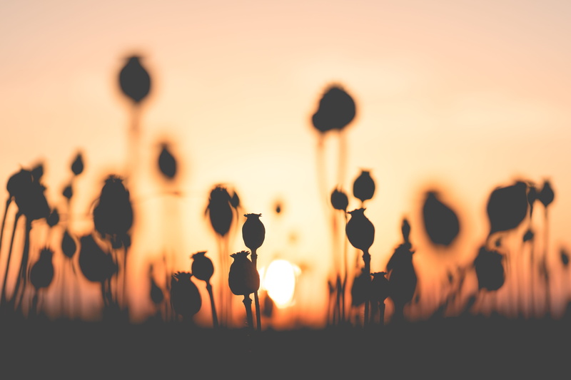 beauty in nature, sunset, poppy, fields, silhouettes, field, sundown, outdoors, crowd, silhouette, leisure activity, 4K, nature, sky, large group of people