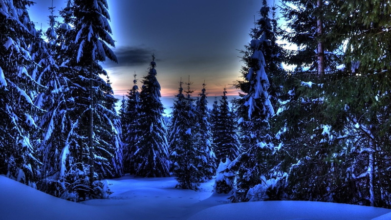 evergreen, winter, forest, sundown, wondrous, hdr, 1080P, nature and landscapes