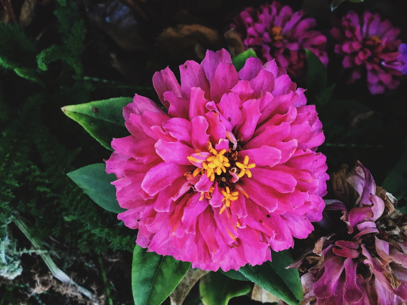 flowerporn, 4K, nature, venice, estados unidos, flower head, flowering plant, leaf, plant, freshness, inflorescence, flower, los ángeles, no people, close-up