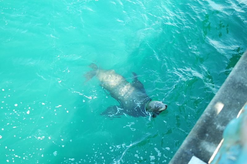 swimming pool, reptile, underwater, bear, vertebrate, high angle view, turquoise colored, motion, real people, dolphin, outdoors, animal themes, animal