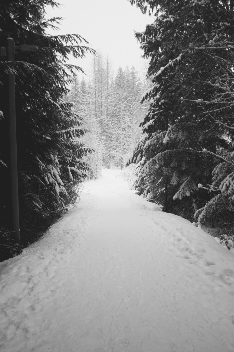 beauty in nature, snowy, tranquility, long, british columbium, tree, no people, nature, 4K, bc, cold temperature, land, scenics - nature, snow, cold, growth