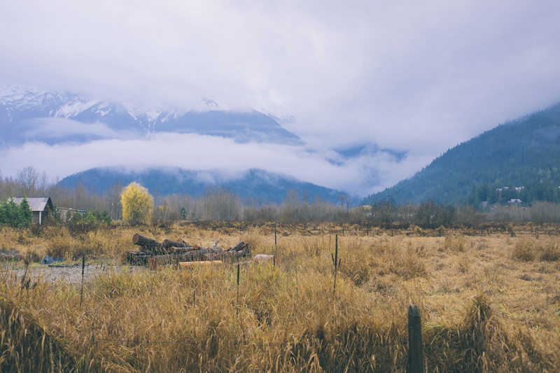 plant, field, bc, fog, tranquility, scenics - nature, day, outdoors, tranquil scene, canada, pemberton, land, mountain range, beauty in nature, growth