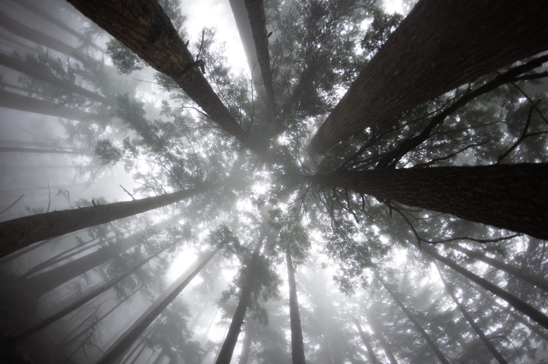 line, vancouver, environment, rainforest, st. marks summit, outdoors, photography, british columbium, backgrounds, light - Natural Phenomenon, sun, looking Up