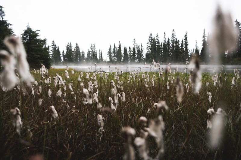 outdoors, non-urban scene, lake, landscape, nature, growth, outdoor, hiking, cold temperature, shallow, white, explore, british columbium, selective focus