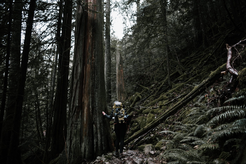 woodland, woman, hiker, growth, tree, outdoor, people, hike, nature, leisure activity, woods, beauty in nature, trees, lifestyles, tranquility, standing