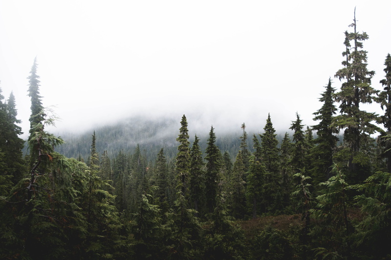 forest, trees, day, nature, hiking, 5K, mountains, sky, daytime, growth, british columbium, canada, land, mist, non-urban scene, clouds, scenics - nature