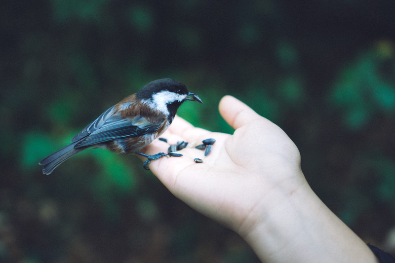 seeds, one animal, eating, love, human hand, body part, s, outdoors, focus on foreground, person, chickadee, perching, vertebrate, one person, animal wildlife