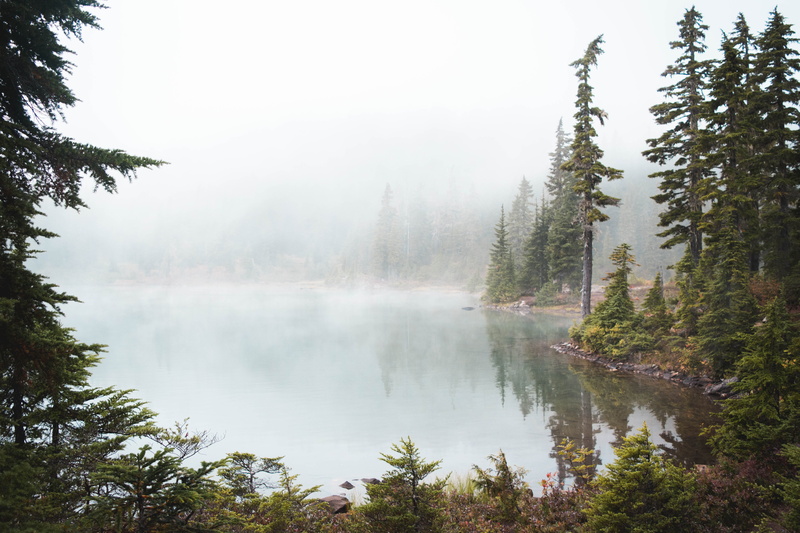 forest, scenics - nature, outdoor, british columbium, pine, trees, photography, tree, no people, hiking, plant, pine tree, tranquility, landscape, reflection lake