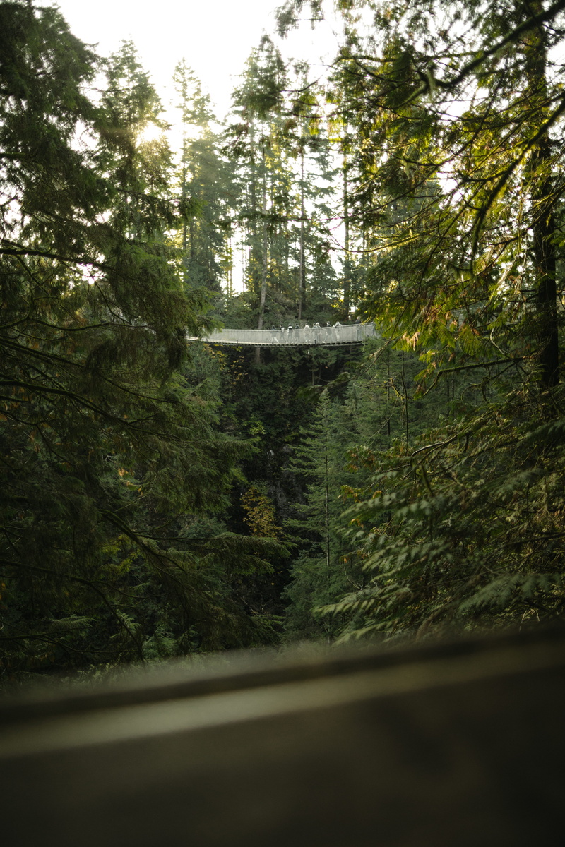 outdoors, trees, wander, motion, british columbium, architecture, day, outdoor, people, pine, green, explore, tourist, green color, capilano