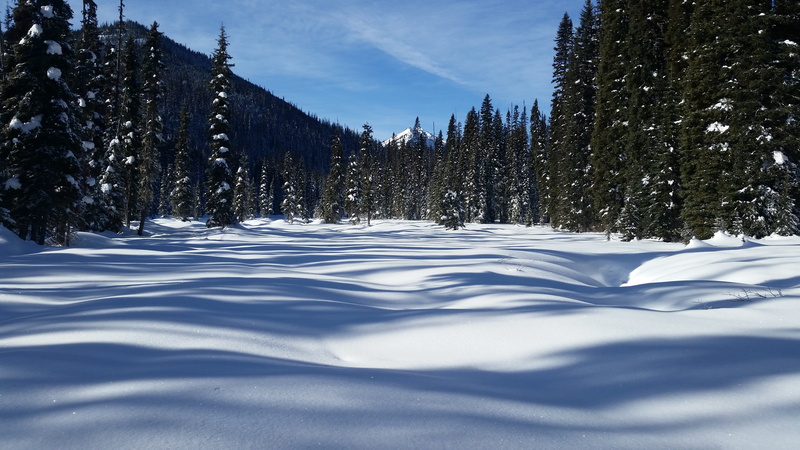 tranquility, plant, tranquil scene, snowy forest, evergreen tree, british columbium, mountain peak, canada, shadow, no people, land, cold temperature, snow tree