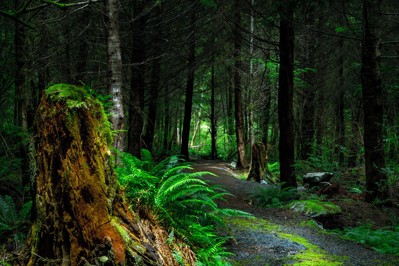 uncultivated, vancouver island, sunlight, plant, forest, nature, idyllic, mystery, woodland, tranquility, no People, scenics, tree Trunk, day, footpath