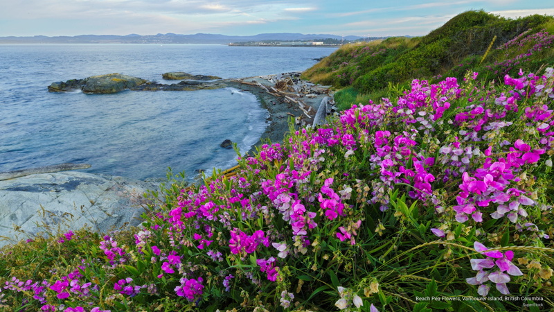 2K, flowers, Flowers/Gardens, vancouver, island, british, beach, pea, columbia