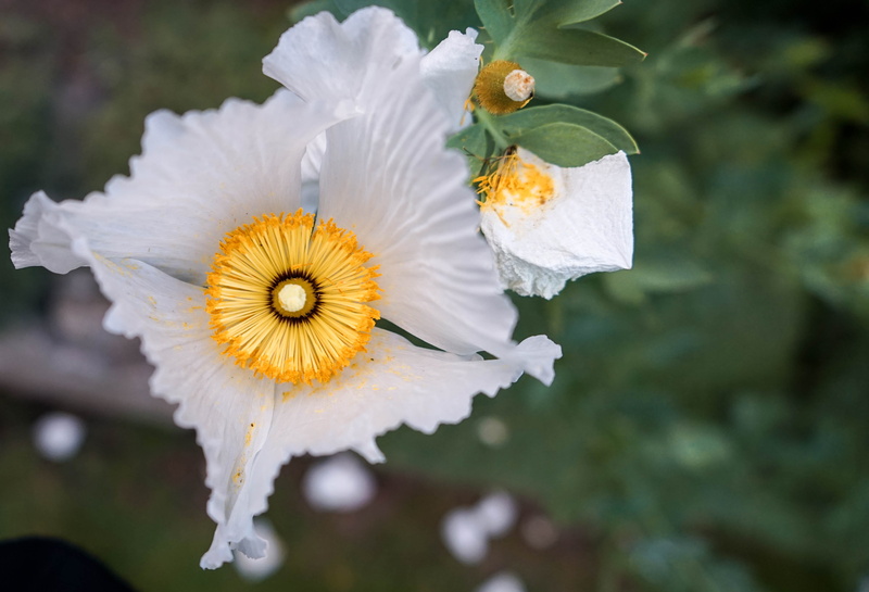 focus on foreground, poppy, outdoors, vulnerability, flowering plant, fragility, beauty in nature, yellow, day, inflorescence, victorium, 4K, petal, close-up