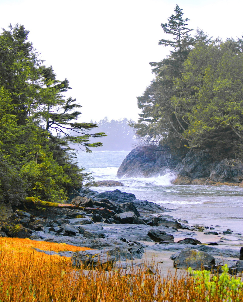 tranquility, sea, flowing, clear sky, power in nature, water, scenics - nature, tree, flowing water, day, land, non-urban scene, West Coast, rock, scenics